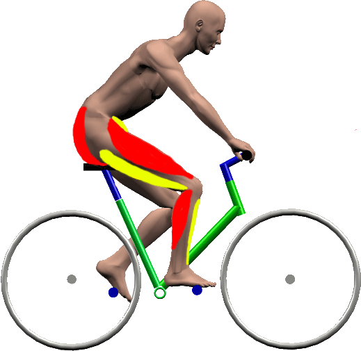 fahrrad muskeln